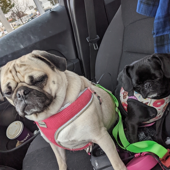 Donut Dog Harness with Leash Set - Picture 7 of 7